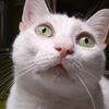 gattopippo