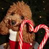 beatrice_poodlee