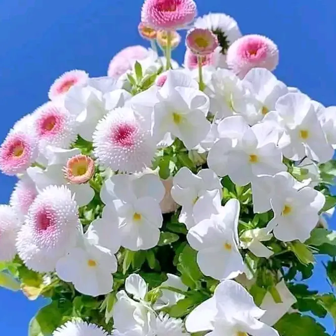 @sherkh52