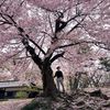 stanthejapanman