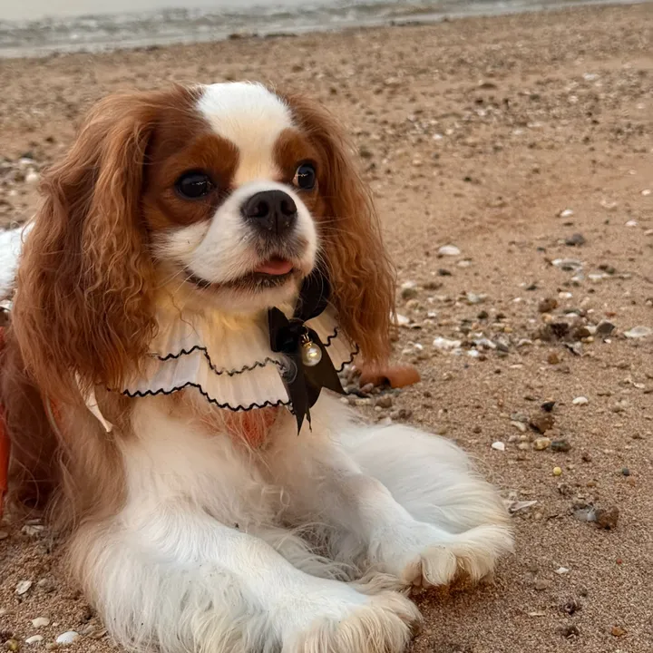 @frankgoodboy2
