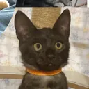 @neko_restaurant