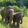 lpelephantnewhome
