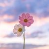 averymystelle