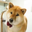 @shibainuhanachan
