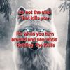 lone_wolf_8886
