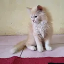 @nala_cat173
