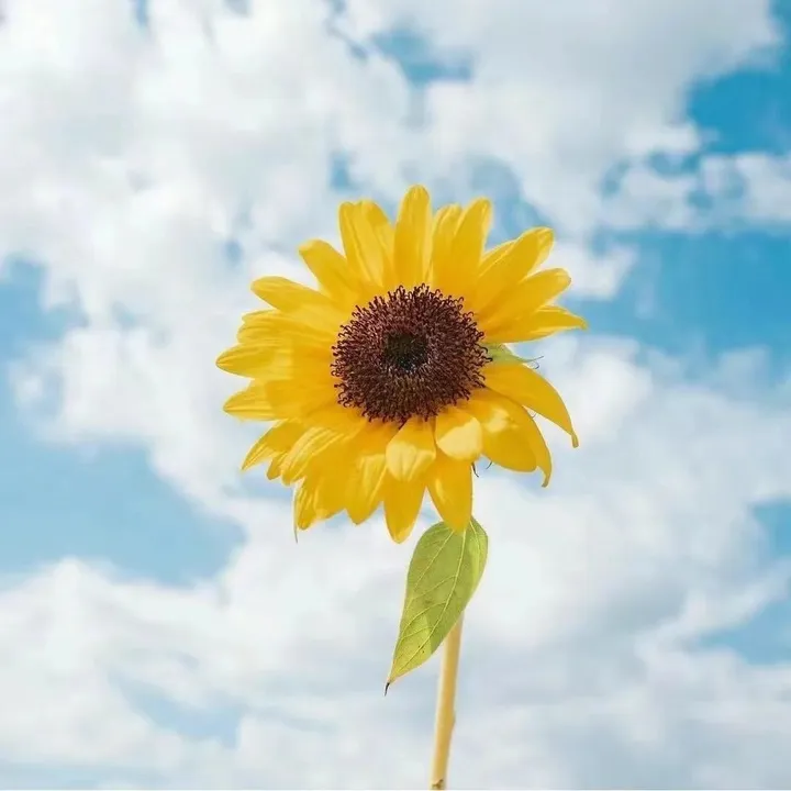 annagamamachinery