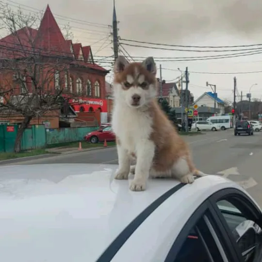 sashaprotaxi