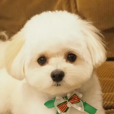 mash_the_pomapoo