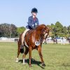ar.show.horses