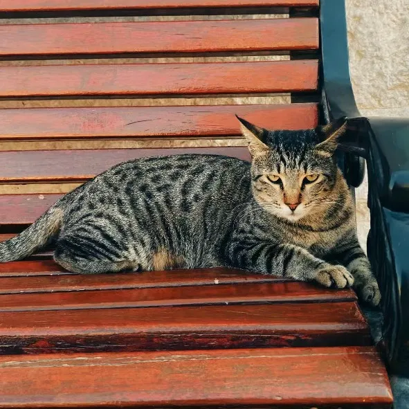 luhdeaprilliaputrii