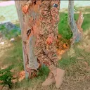 @chsony52