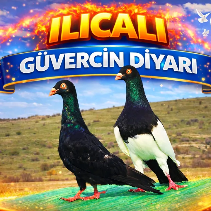 ilicali46460