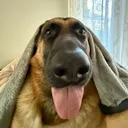 @martygsd