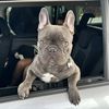 bose.thefrenchie