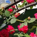 @akdeniz33damla