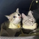 @jaroensrilungta7