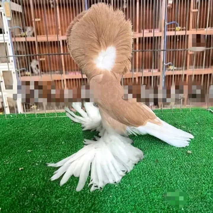 @royalpigeon4