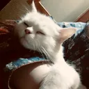 @beera_riaz
