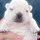 @zdavilkz
