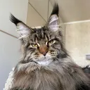 @prolove_mainecoon