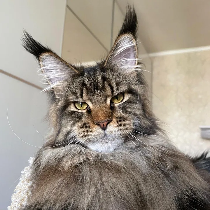 @prolove_mainecoon