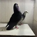 @kiwkiwkiwkiwkiwkiwkiwki6