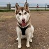 sandy.husky