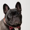 levi.thefrenchie