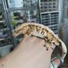 geckos4sale