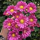 @latheef_02