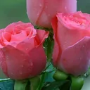 @khaleda.zaman0