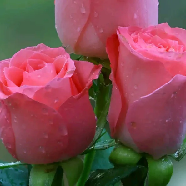 @khaleda.zaman0