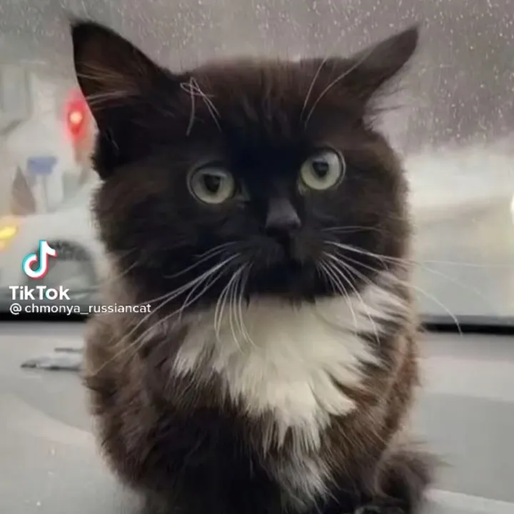 milanavedenina