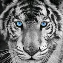 @nizar627