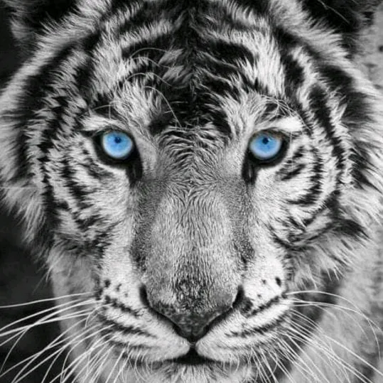 @nizar627