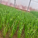 @snup.farm