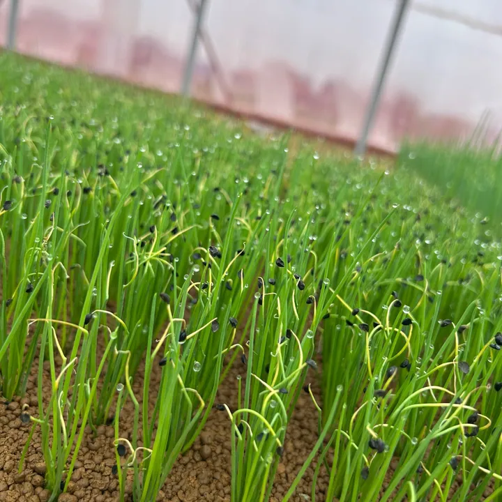 @snup.farm