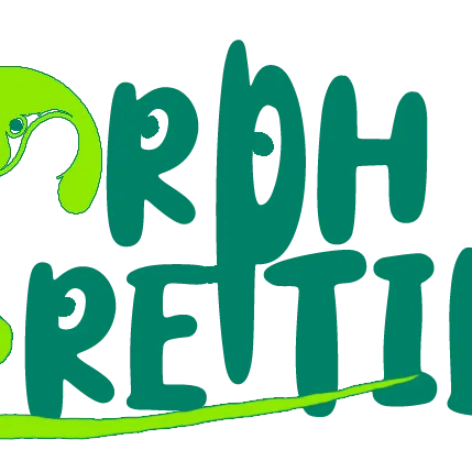 morphreptiles