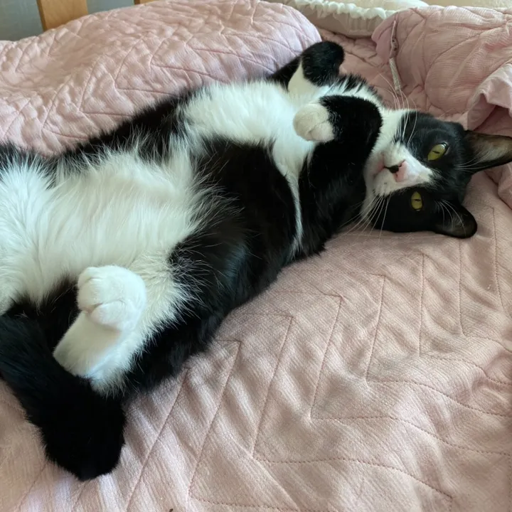 @lifewith4kitty