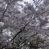 monkey.masaou1234