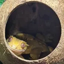 @alenas_wild_home