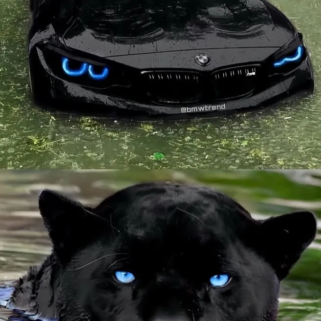 meggielifxx6