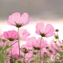 @soft_trinity