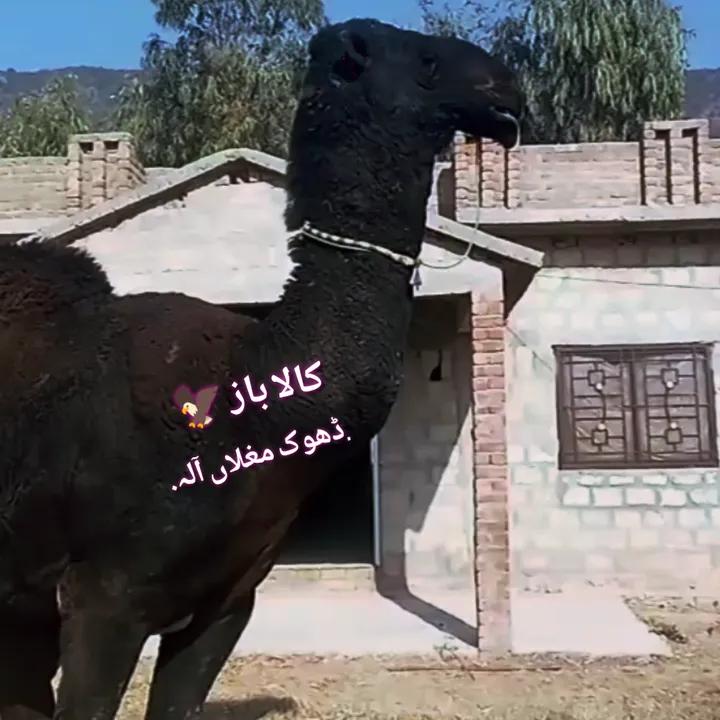 sardarhamzasardar10