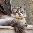@najibchakron