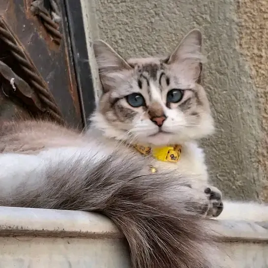 @najibchakron