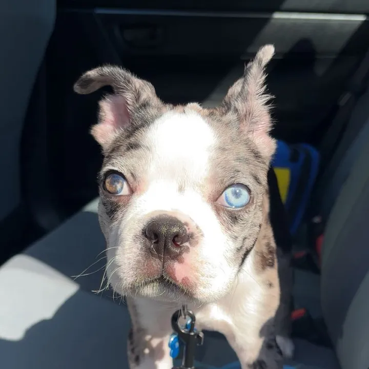 @blueythebluemerle