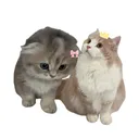 @uni_shirasu_